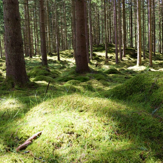 uteaktivitet schinrin yogu