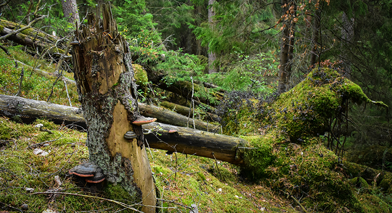 Nöttja urskog