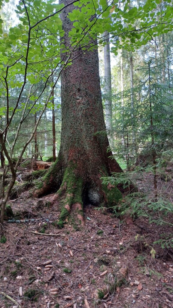 Yoga i skogen