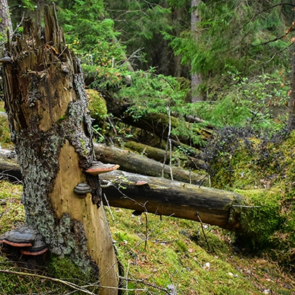 Naturupplevelser, Nöttja urskog