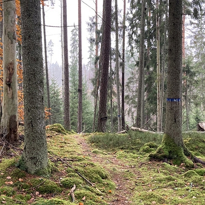 Nytebodaskogen
