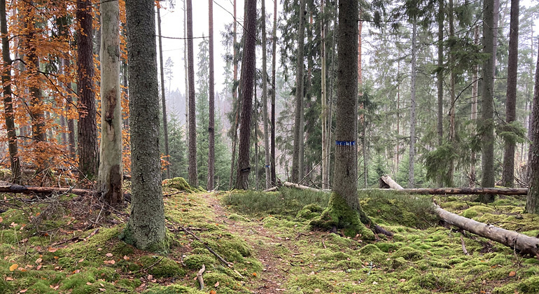 Nytebodaskogen