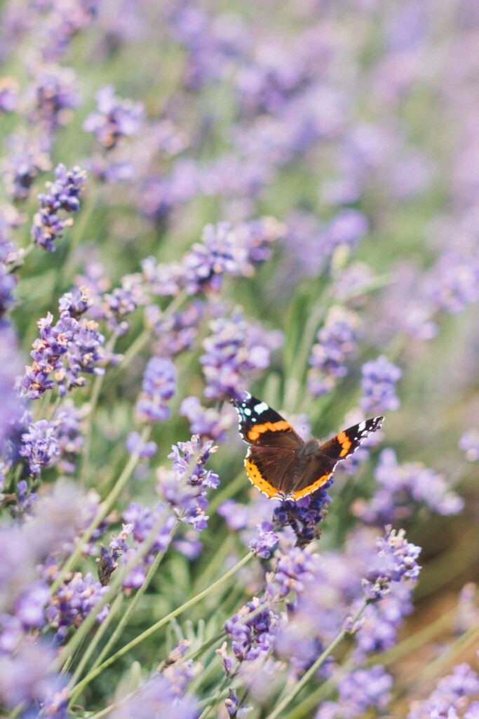 Bin och andra pollinerande insekter i trädgården