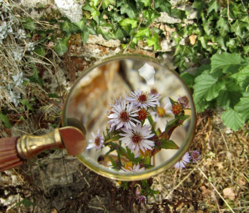 botaniska exkursioner, förstoringsglas