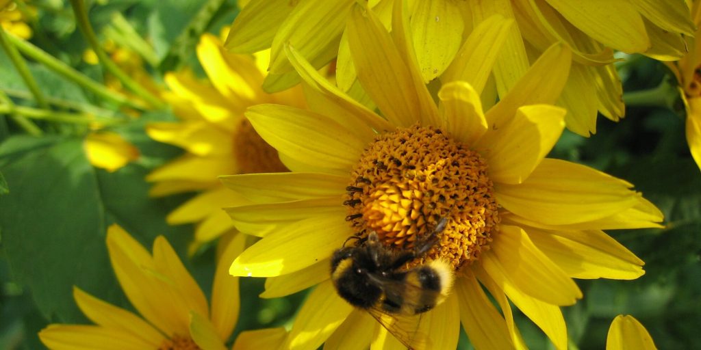 Bin och andra pollinerande insekter i trädgården