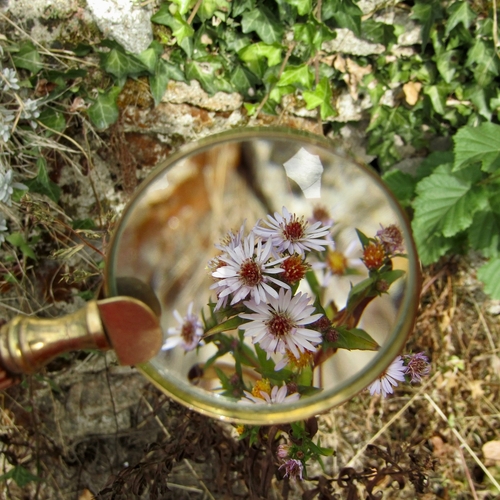uteaktiviteter, botaniska exkursioner