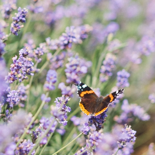 trädgården och hemmet, pollinerande insekter
