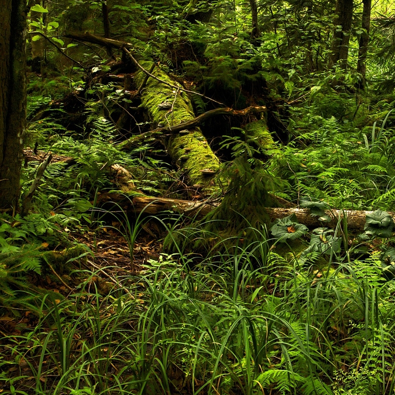 naturupplevelser, urskogar