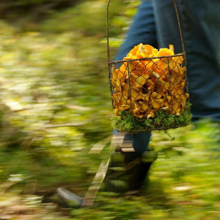 Naturupplevelser, allemansrätten
